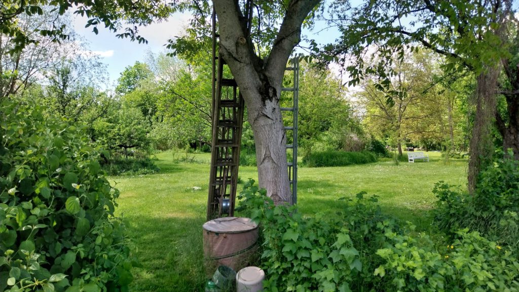 Yoga im Grünen